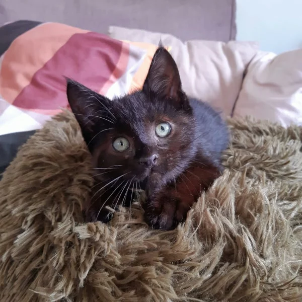 Zebulon, chat adopté via Les ti'chats