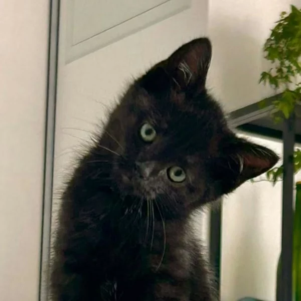 Anatole, chat adopté via Les ti'chats