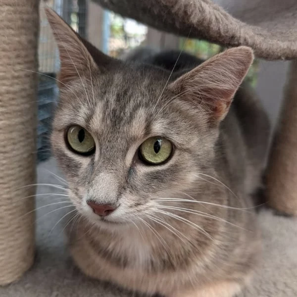 Bambou, chat adopté en 2025 grâce aux ti'chats