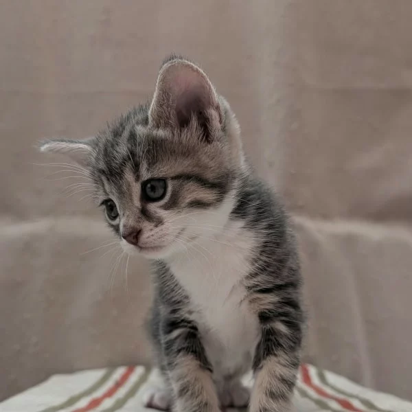 Kimmei, chat adopté via Les ti'chats