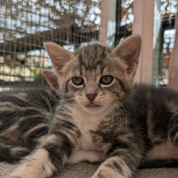 Koi, chat adopté via Les ti'chats