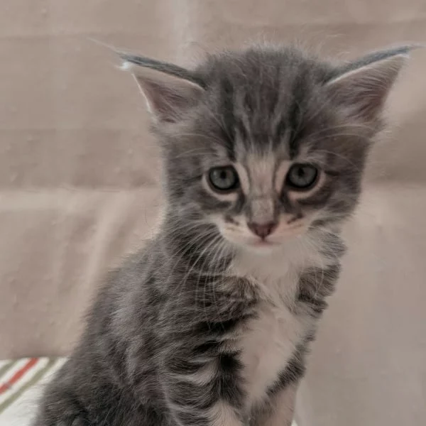 Nebulosa, chat adopté via Les ti'chats