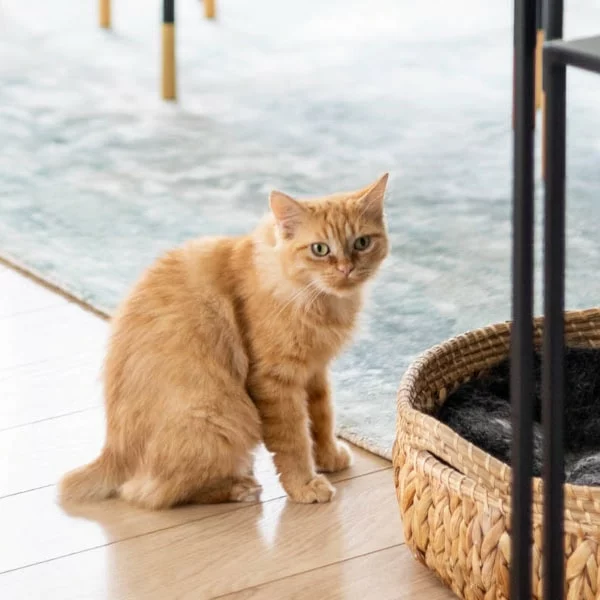 Beverly, chat adopté en 2025 grâce aux ti'chats