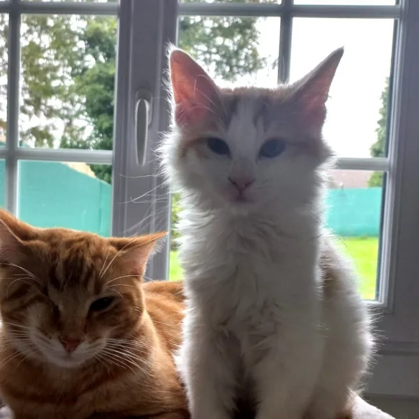 Challenger, chat adopté via Les ti'chats
