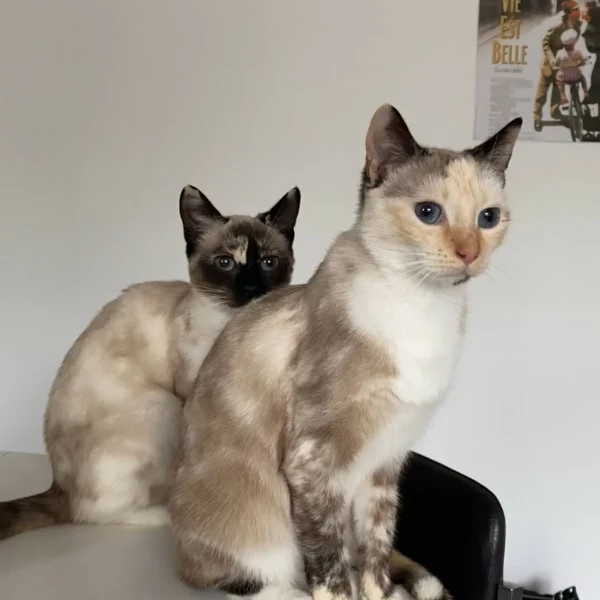 Crispy et Misty, chats adoptés via Les ti'chats