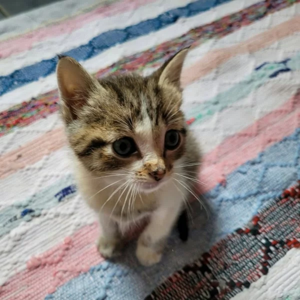 Uranus, chat adopté via Les ti'chats