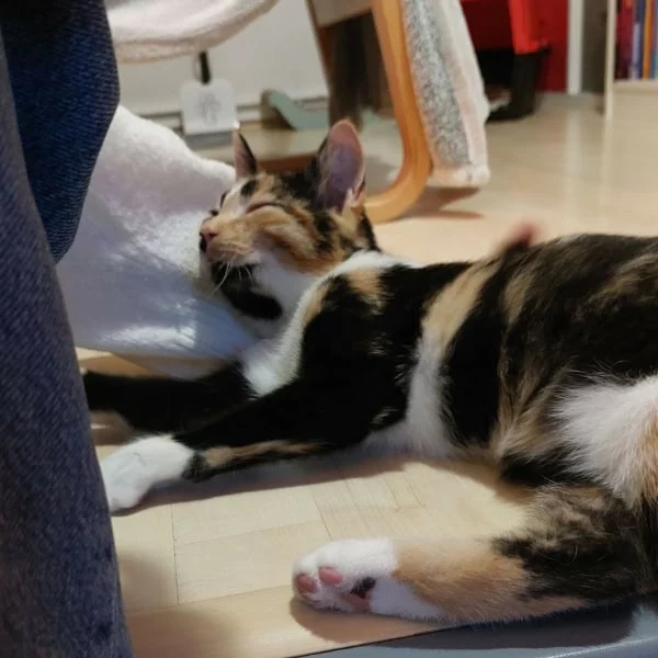 Brooklyn, chat adopté via Les ti'chats