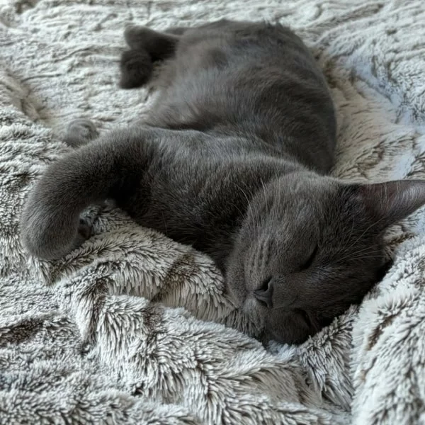 Luke, chat adopté via Les ti'chats