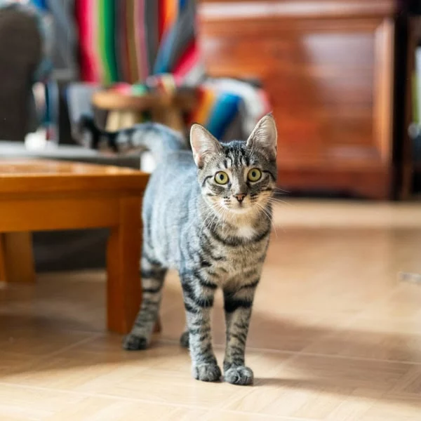 Freesia, chat adopté en 2025 grâce aux ti'chats