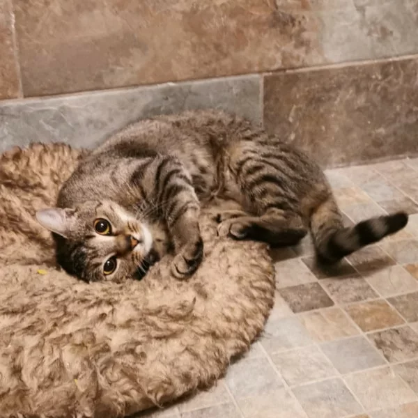 Freya, chat adopté en 2025 grâce aux ti'chats