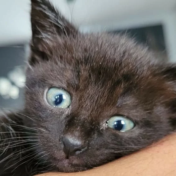 Furie, chat adopté via Les ti'chats