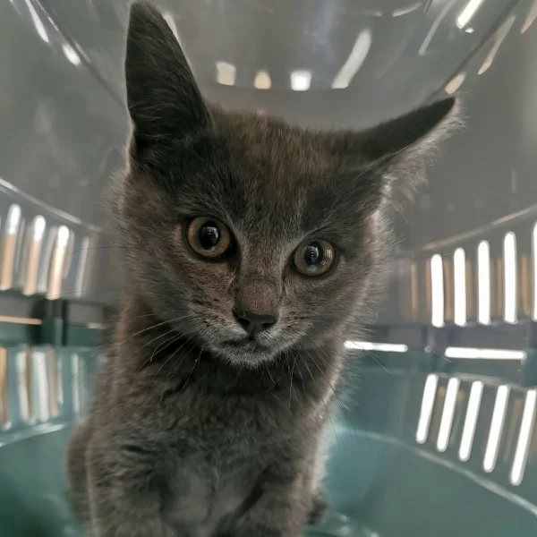 Goldy, chat adopté en 2025 grâce aux ti'chats