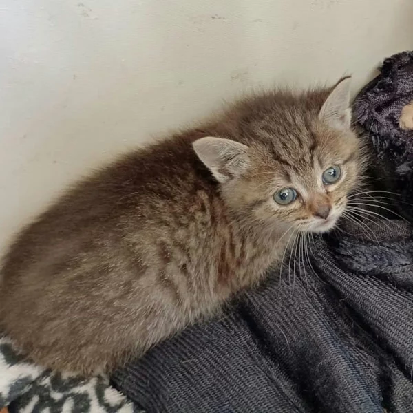 Isolde, chat adopté via Les ti'chats