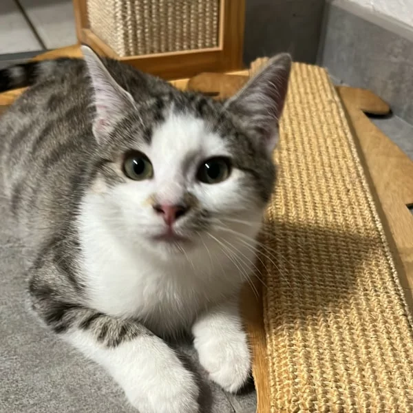 Jesko, chat adopté via Les ti'chats