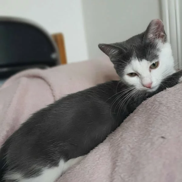 Lorelay, chat adopté via Les ti'chats