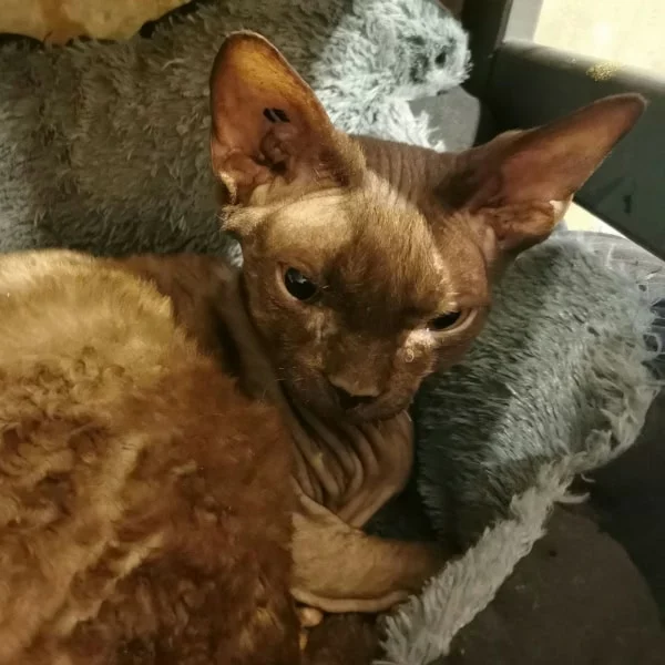 Lupin, chat adopté via Les ti'chats