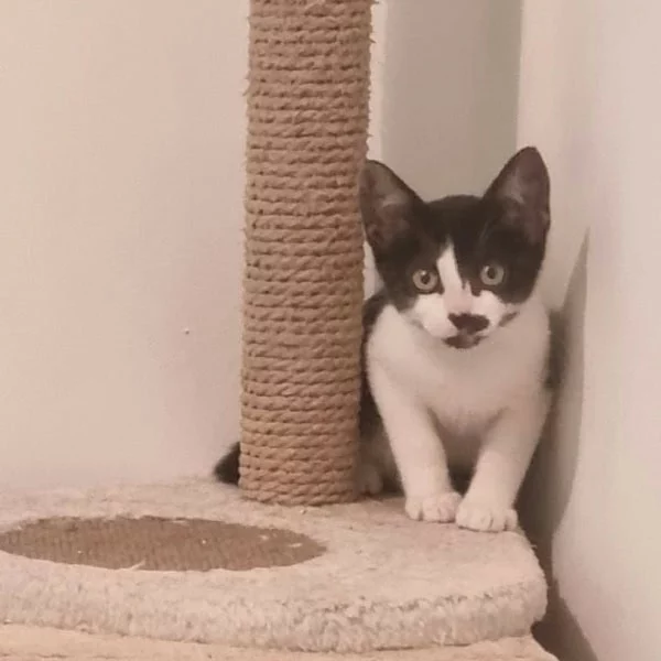 Manarola, chat adopté en 2025 grâce aux ti'chats