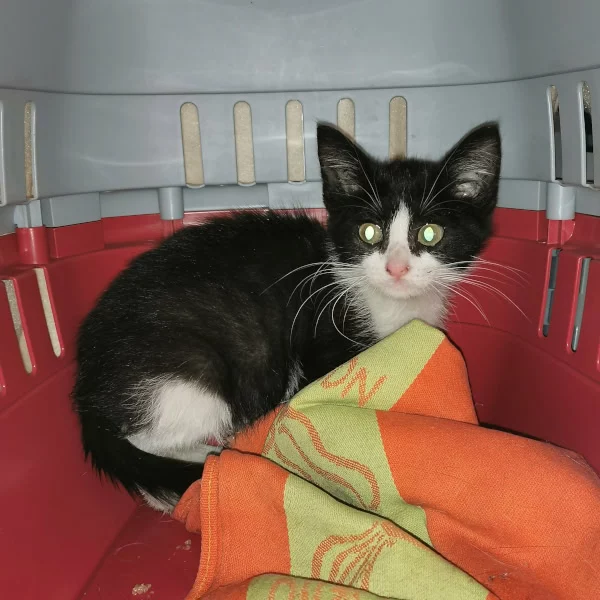 Meiko, chat adopté en 2025 grâce aux ti'chats