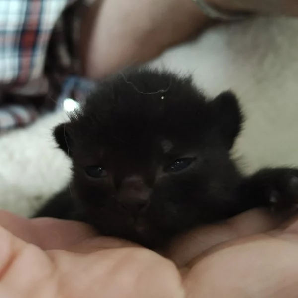 Cyric, chat adopté via Les ti'chats