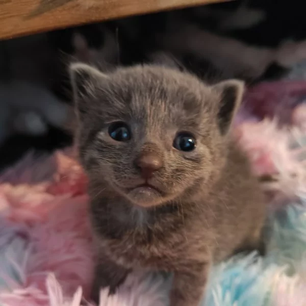Torm, chat adopté via Les ti'chats