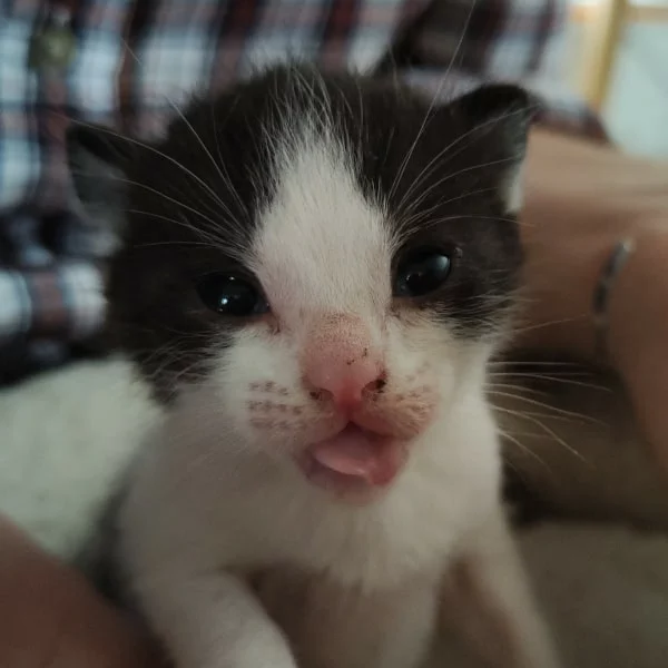 Umberlee, chat adopté via Les ti'chats