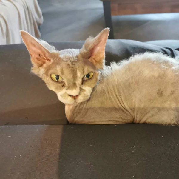 Mystic, chat adopté via Les ti'chats