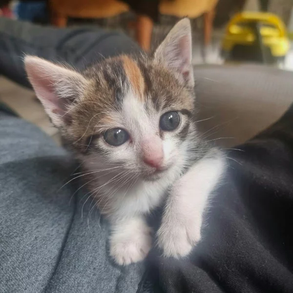 Kalico, chat adopté via Les ti'chats