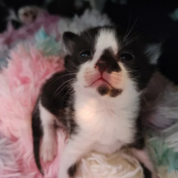 Mystra, chat adopté via Les ti'chats