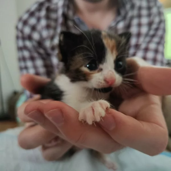 Selune, chat adopté via Les ti'chats