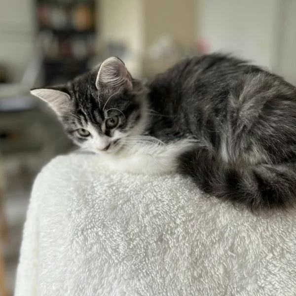 Skyline, chat adopté via Les ti'chats