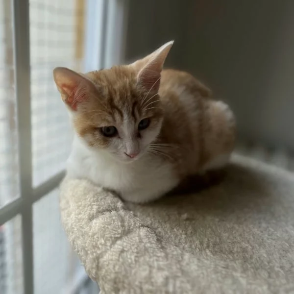 Supra, chat adopté en 2025 grâce aux ti'chats