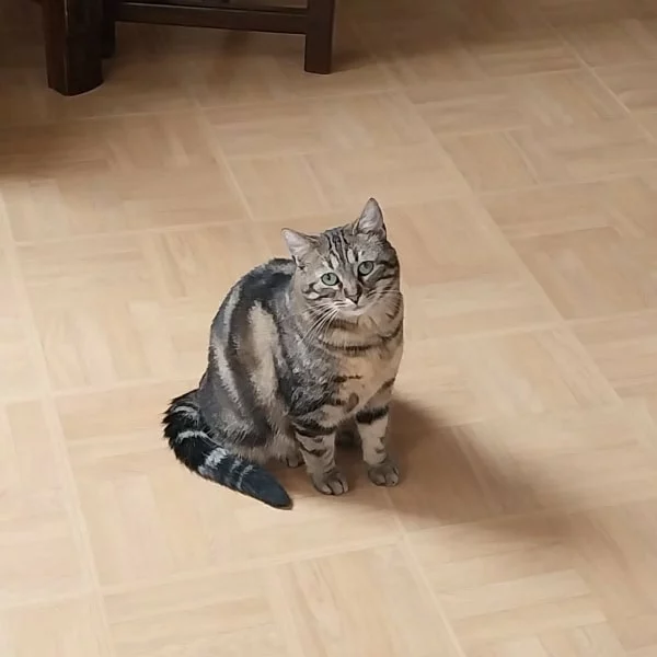 Tails Tails, chat femelle marbrée recueilli par Les ti'chats