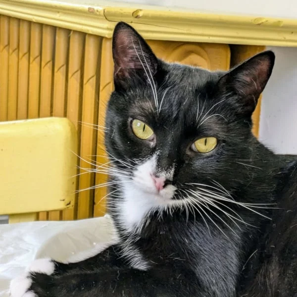 Venus, chat adopté via Les ti'chats