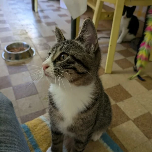 Vegas, chat adopté via Les ti'chats