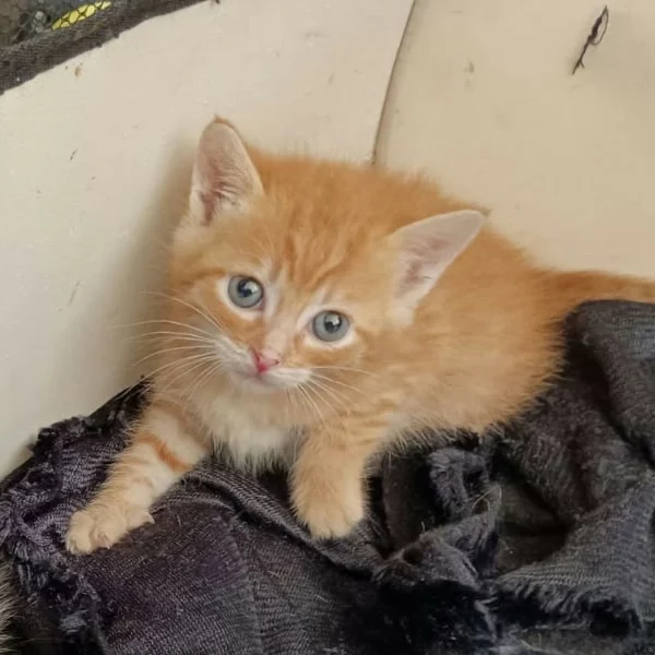 Viego, chat adopté via Les ti'chats