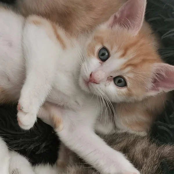 Viper, chat adopté via Les ti'chats