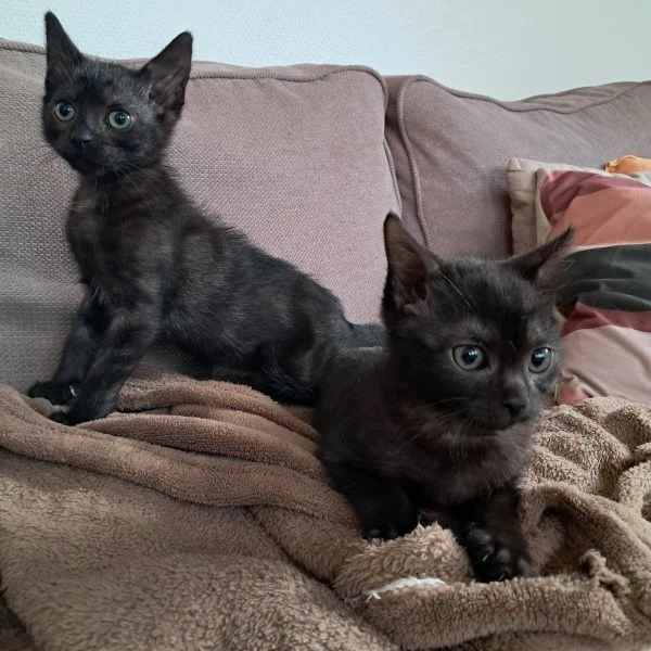 Woody, chat adopté en 2025 grâce aux ti'chats
