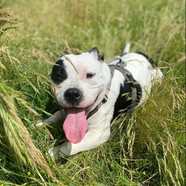 Marcel, chien adopté via Les ti'chats