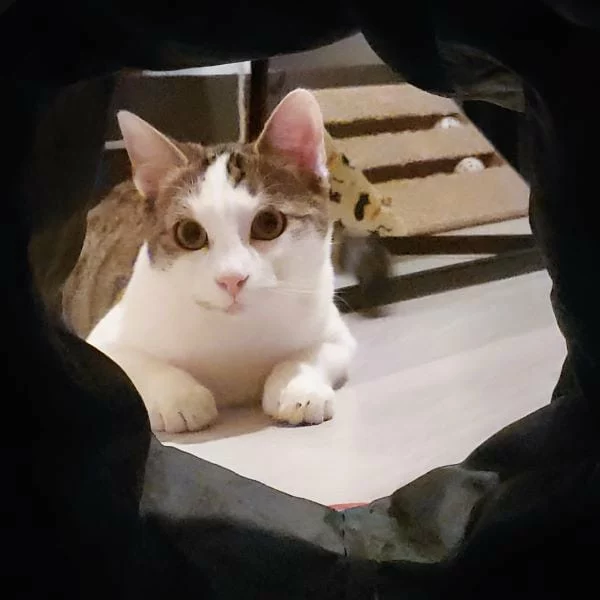 Apolon, chat adopté en 2025 grâce aux ti'chats