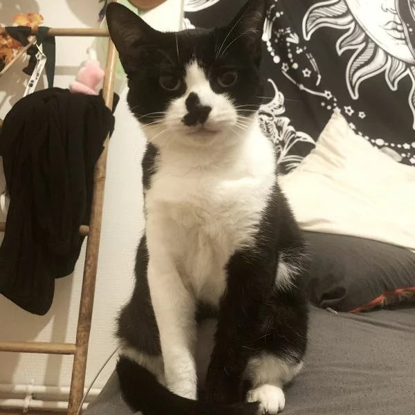 Asteria, chat adopté en 2025 grâce aux ti'chats