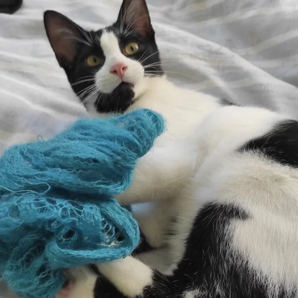 Ben, chat adopté en 2025 grâce aux ti'chats
