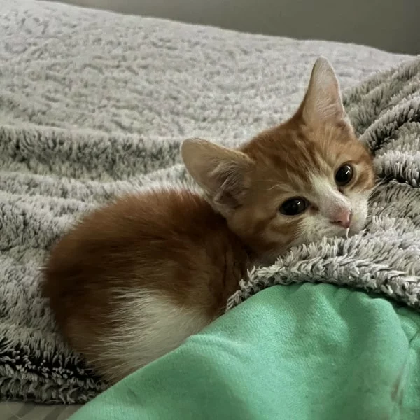 Brimstone, chat adopté en 2025 grâce aux ti'chats
