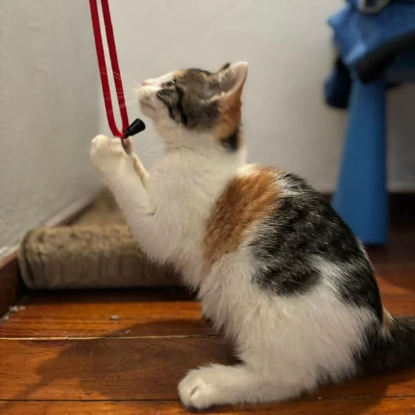 Neon, chat adopté en 2025 grâce aux ti'chats