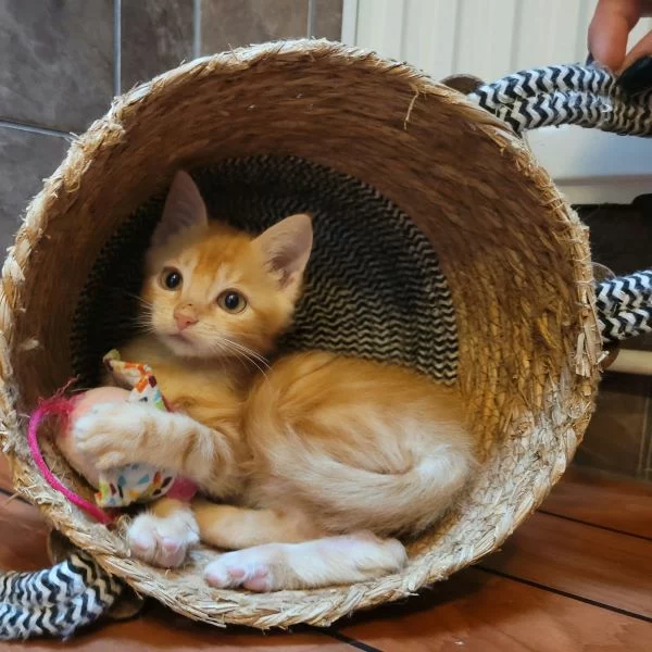 Ninho, chat adopté en 2025 grâce aux ti'chats