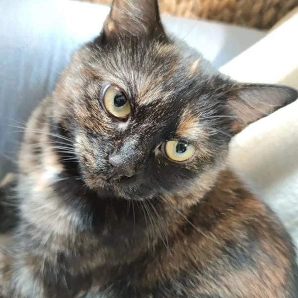 Nyx, chat adopté en 2025 grâce aux ti'chats