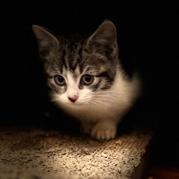 Omen, chat adopté en 2025 grâce aux ti'chats