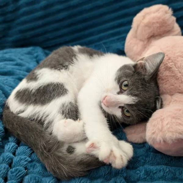 Sylvanus, chat adopté en 2025 grâce aux ti'chats