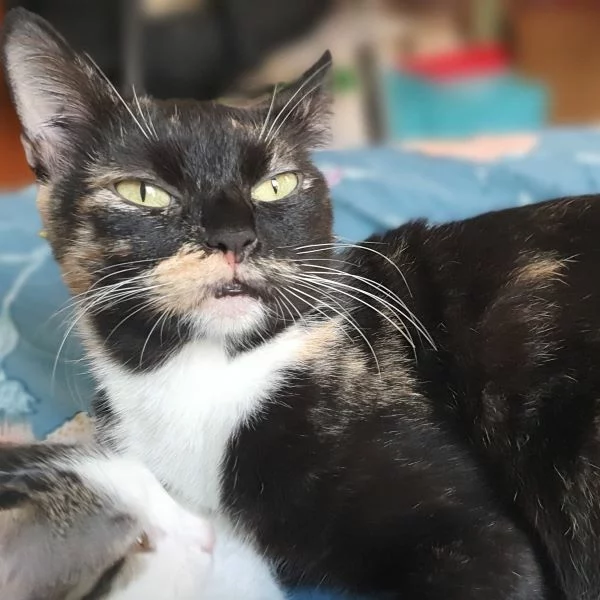 Stella, chat adopté en 2025 grâce aux ti'chats