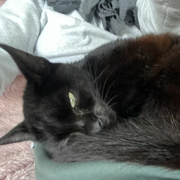 Fianso, chat adopté en 2025 grâce aux ti'chats