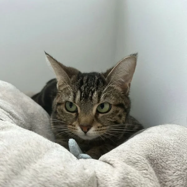 Aika, chat adopté en 2025 grâce aux ti'chats
